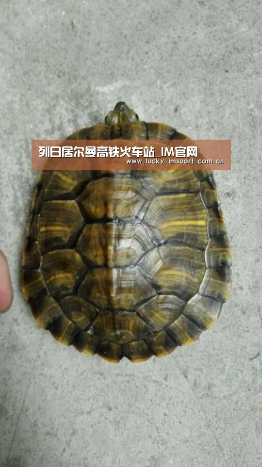 im体育投注